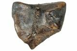Fossil Hadrosaur (Duck-Billed Dinosaur) Shed Tooth - Montana #263861-1